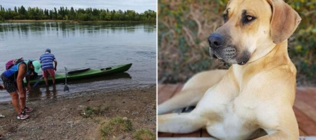 Cucciolo intrappolato su un isolotto: sono partite le operazioni di salvataggio