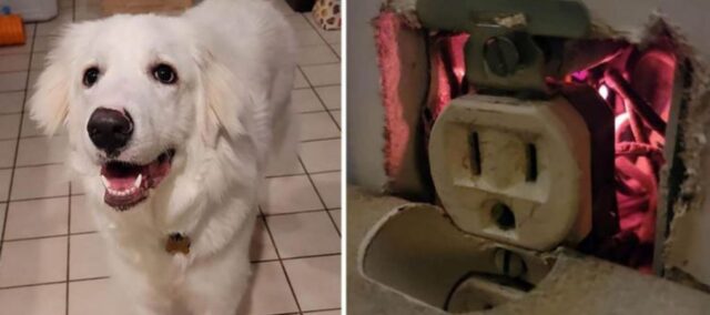 Il cucciolo ha salvato la sua famiglia trovando un principio di incendio in casa