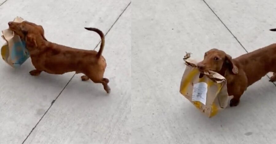 Il cucciolo viene sorpreso a portare cibo da asporto a casa della sua famiglia