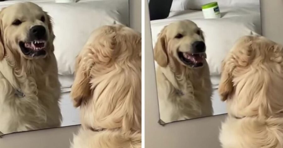 Il cucciolo di Golden Retriever pensa di spaventare un altro cane, ma in realtà è il suo stesso riflesso nello specchio