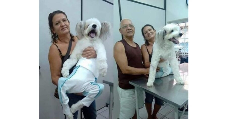 Cucciolo paraplegico curato, felice e circondato d'amore