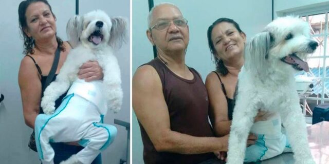 Cucciolo paraplegico curato, felice e circondato d’amore