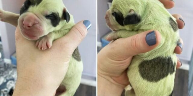 Un cucciolo nasce con il pelo verde brillante: è un fenomeno raro