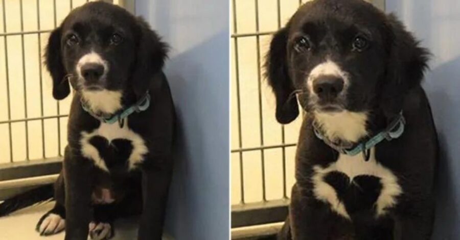 Una famiglia si accampa fuori dal rifugio per 27 ore per adottare un cane con una macchia a forma di cuore