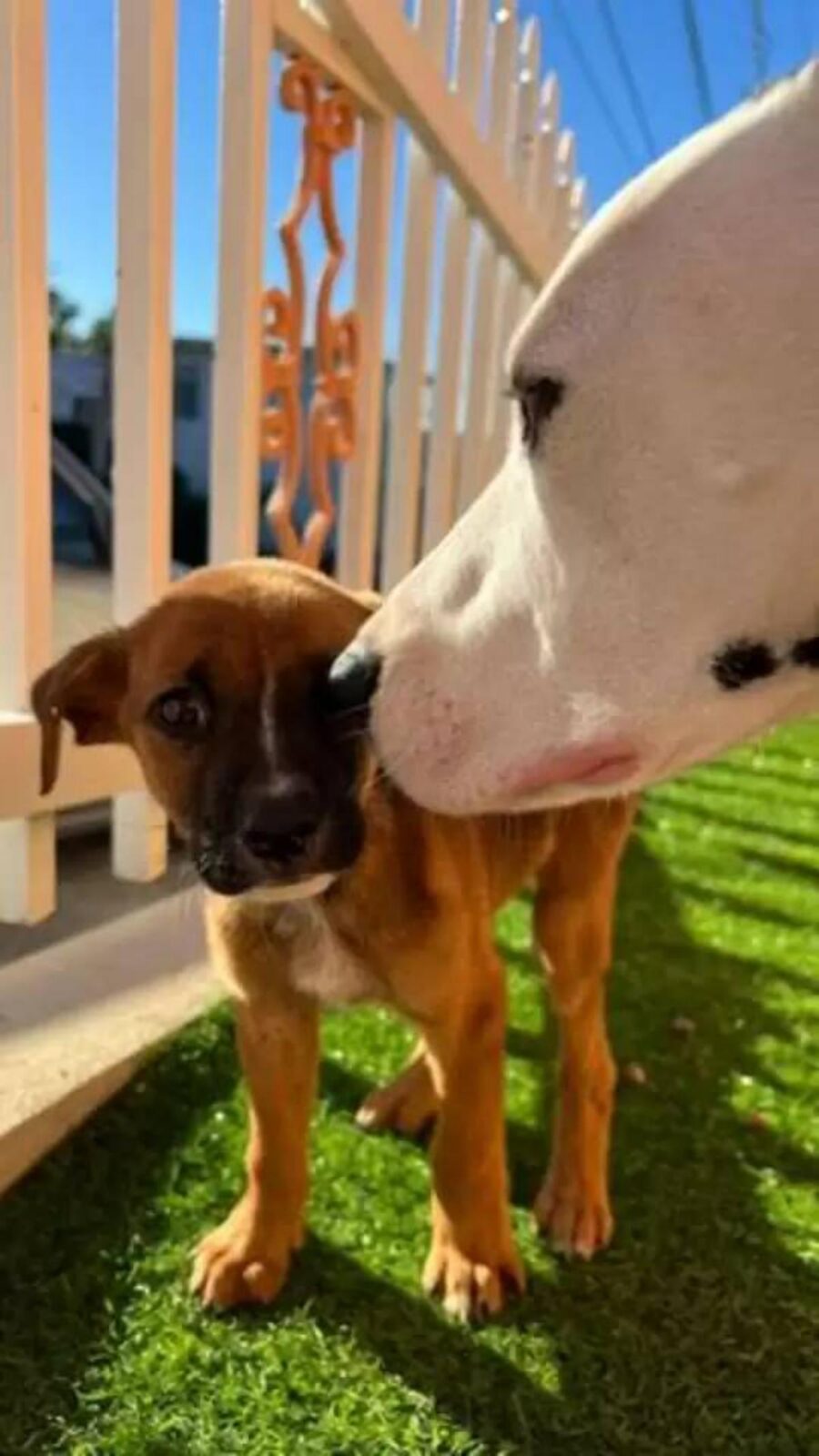 cagnolini si annusano