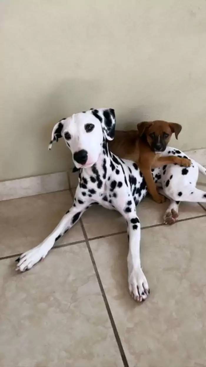 dalmata e cucciolo