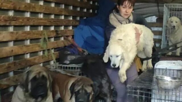 Perugia: diciannove cani scappano con la loro umana dall’Ucraina