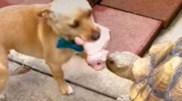 Il dolce cagnolino Skippy adora giocare con  la sua migliore amica Tilly (VIDEO)