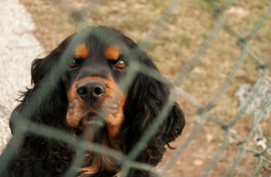 cane dietro una rete 