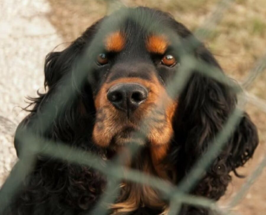 cane primo piano su volto 