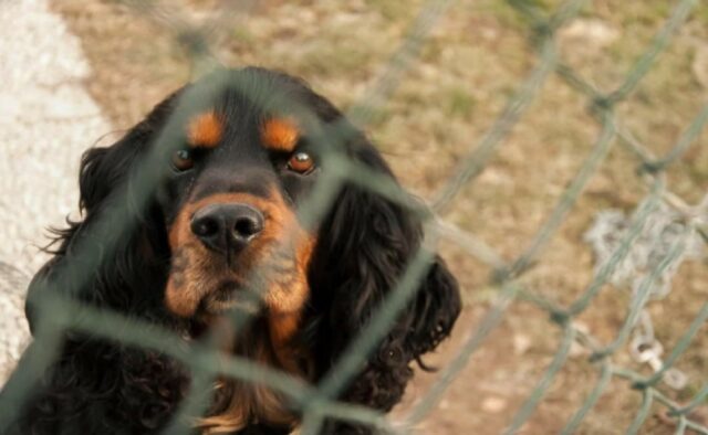 Frassinoro, fuggito di casa un cagnolino Cocker Spaniel Inglese, il cucciolo risponde al nome di Cointreau