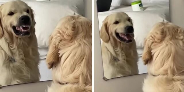 Il cucciolo di Golden Retriever pensa di spaventare un altro cane, ma in realtà è il suo stesso riflesso nello specchio