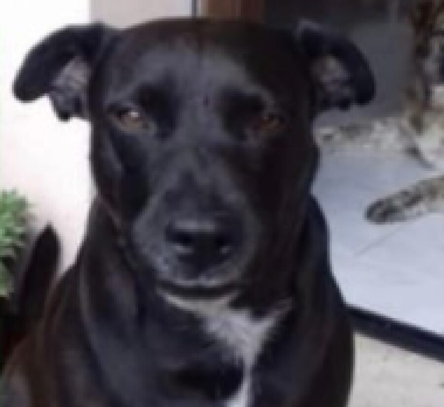 cagnolina venere pelo scuro 