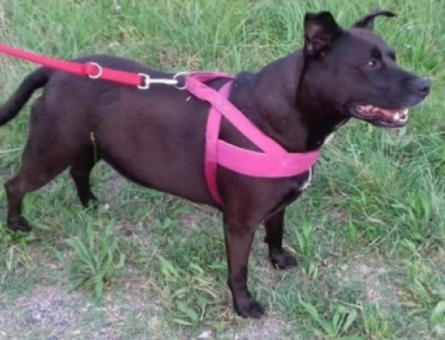 cane guinzaglio e pettorina fucsia