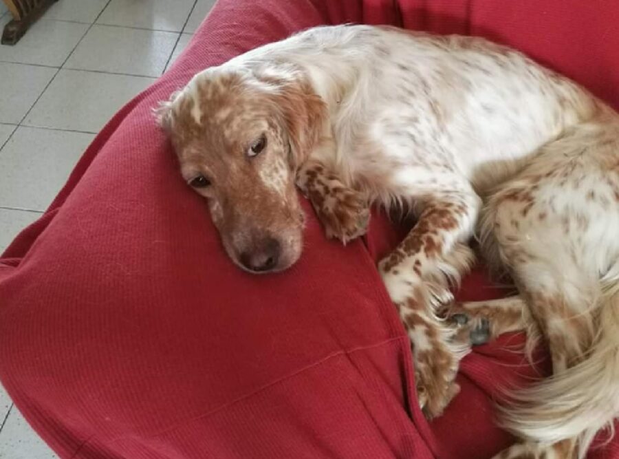 zelda cucciola simil setter giovane