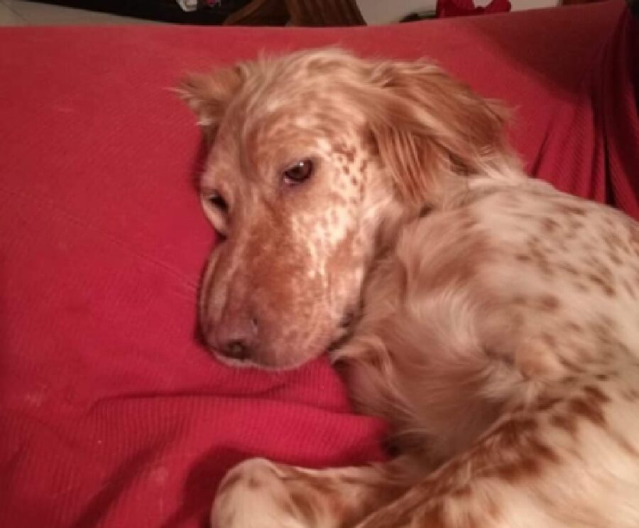 cagnolina zelda pelo rossastro 