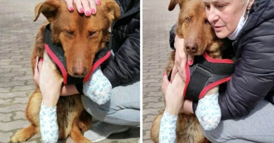 Jack, cagnolino abbandonato senza zampe anteriori piange di gioia quando viene salvato