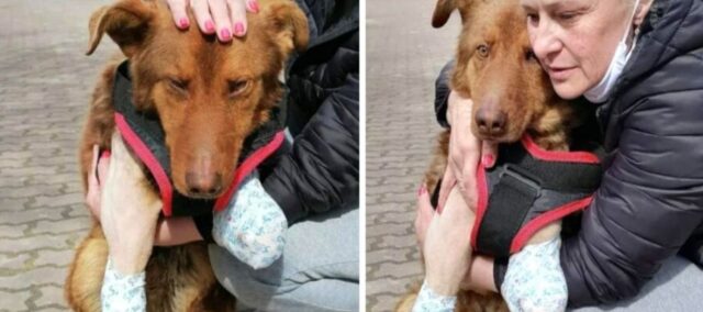 Jack, cagnolino abbandonato senza zampe anteriori piange di gioia quando viene salvato