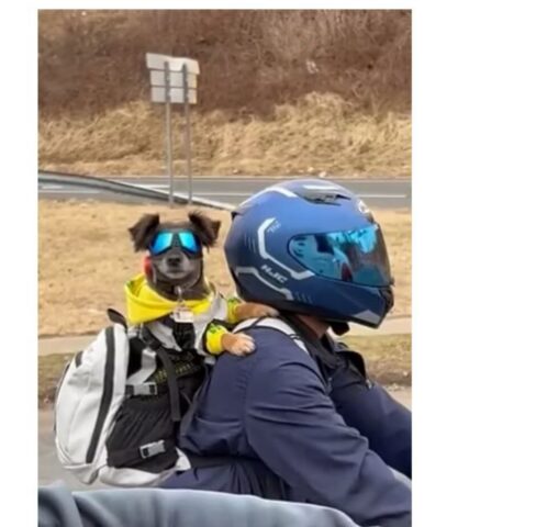 Cucciolo di cane con gli occhiali che va in moto con il suo papà