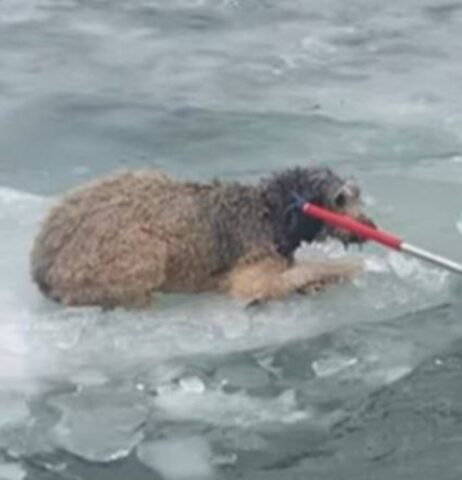 Cucciola di cane dolce era finita su una lastra di ghiaccio