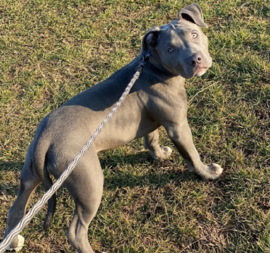 cagnolina pitbull gioca prato 