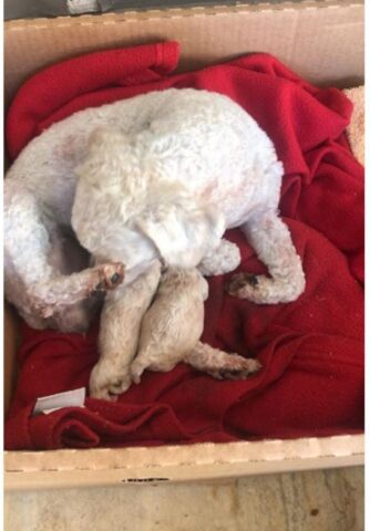 Cucciolo di cane porge un dono al suo proprietario