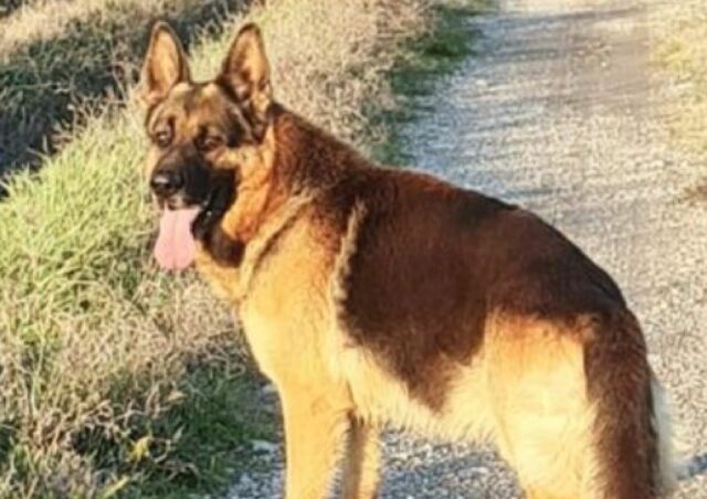 Minerbio, chiunque riporterà a casa Irk, un cane Pastore Tedesco, verrà ricompensato