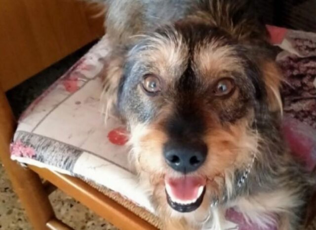 Montagnana, Pippo non c’è più, il cagnolino meticcio risulta ancora smarrito, la famiglia non si arrende