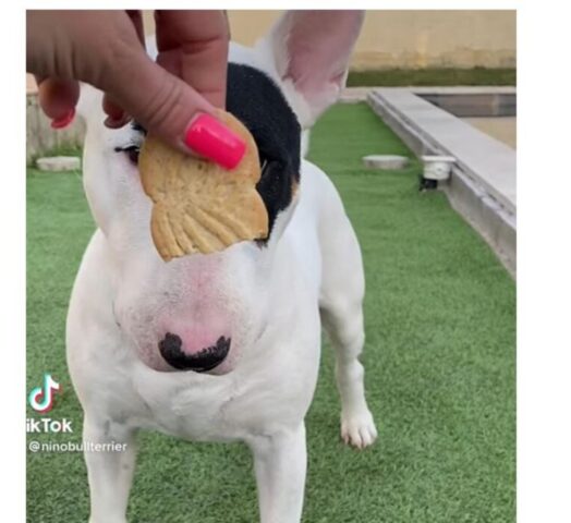 Cane che si fa rubare un biscotto da una gallina? Eccolo! (VIDEO)