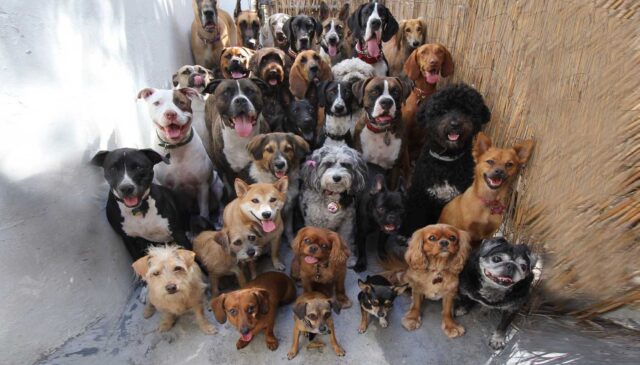 Novantacinque cani vivono felicemente tutti insieme nella stessa casa (VIDEO)
