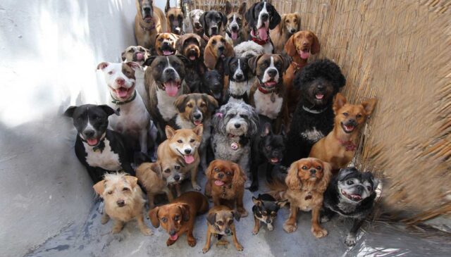 Novantacinque cani vivono felicemente tutti insieme nella stessa casa (VIDEO)