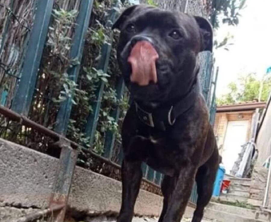 cane lingua tocca il naso 