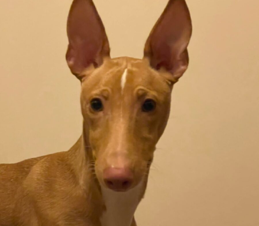 cagnolino aki giovane cucciolo 