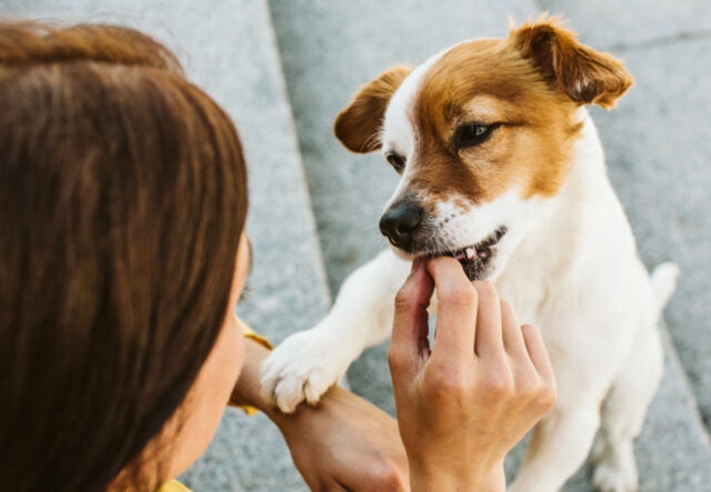 5 pappe al manzo per cani, le preferite dal nostro Fido