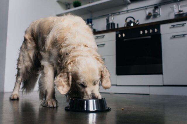 5 pappe al manzo per cani anziani, le più indicate per Fido