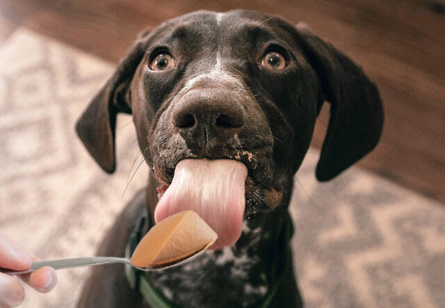 5 pappe al pollo per cani adulti, le più indicate per Fido