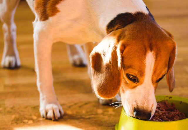 5 pappe con agnello per cani adulti, soluzioni da leccarsi i baffi