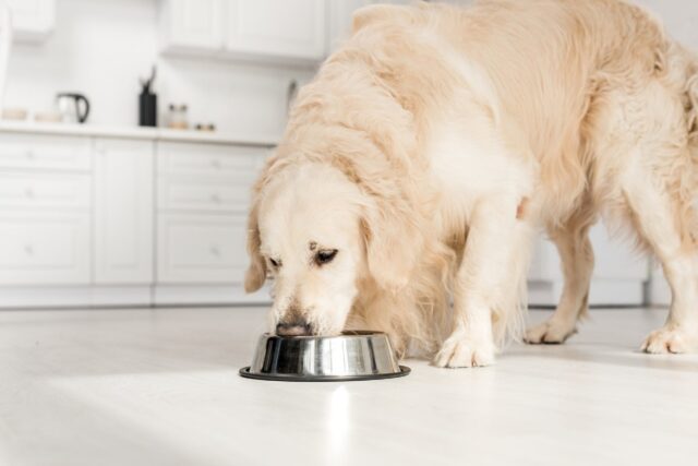 5 pappe con anatra per i cani anziani, le più delicate per il vecchio Fido