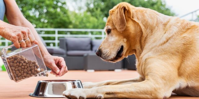 5 pappe con maiale per cani anziani, le più buone e salutari