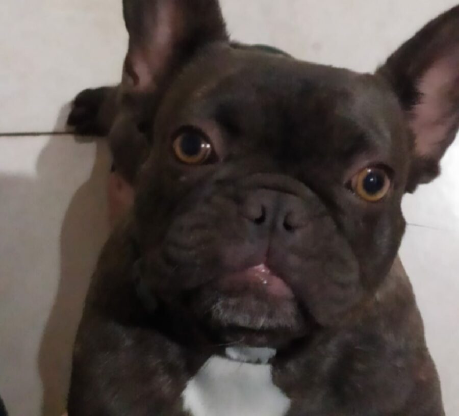 cagnolina pelo scuro macchia sul petto 