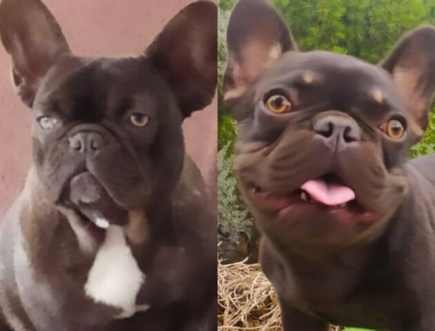 Pedara, coppia di Bulldog Francesi scompare nel nulla, si parla di rapimento