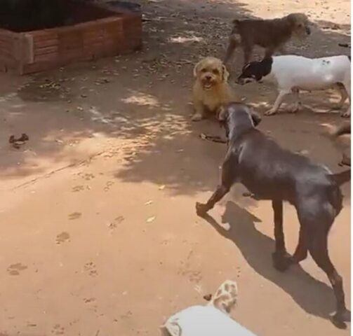 Cucciolo di cane per giocare con i suoi amici scappa dalla protesi