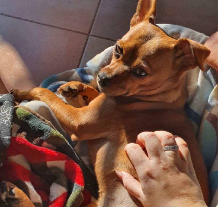 cagnolina distesa su coperta