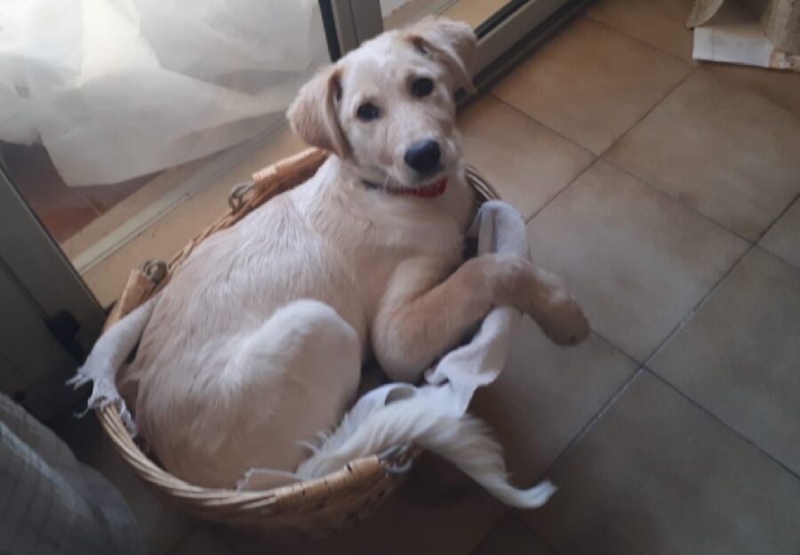 cagnolina tempesta incrocio labrador maremmano 