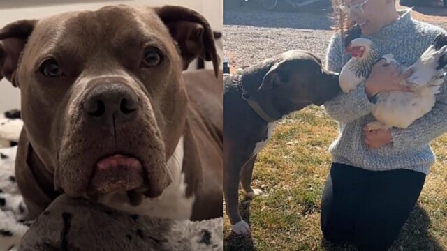 Il pitbull diventa la mamma adottiva di 4 pulcini e li rincontra una volta cresciuti