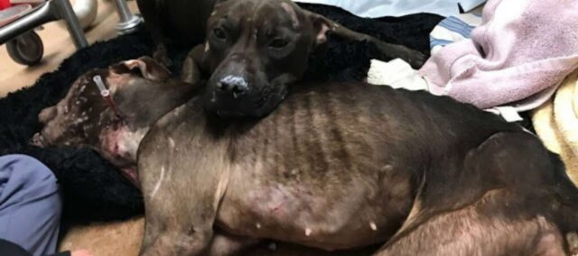 Due Pitbull sfruttati per i combattimenti vengono salvati dai soccorritori