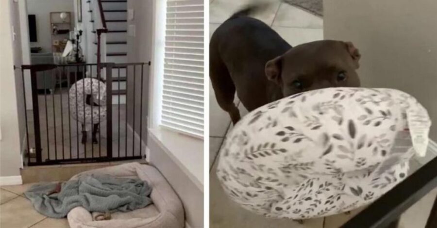 Adorabile pitbull aiuta la sua mamma a calmare la sorellina umana che piange