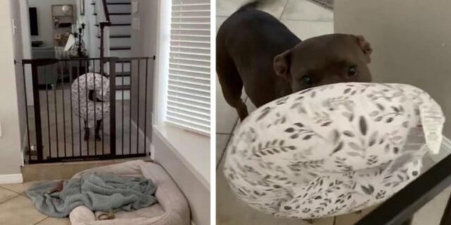 Adorabile pitbull aiuta la sua mamma a  calmare la sorellina umana che piange