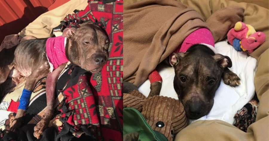 Due Pitbull sfruttati per i combattimenti vengono salvati dai soccorritori