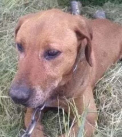 Cucciolo di cane legato e abbandonato in strada: la sua storia di rivincita